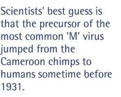 Scientists' best guess is that the precursor of the most common 'M' virus jumped from the Cameroon chimps to humans sometime before 1931.