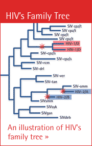 HIV's Family Tree