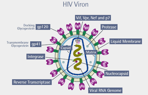 HIV Viron Diagram