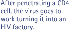 After penetrating a CD4 cell, the virus goes to work turning it into an HIV factory.