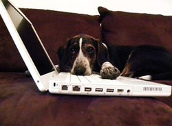 puppycomputer.jpg