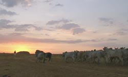 the plains of the llanos