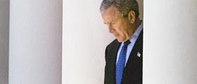 photo of bush standing amongst columns