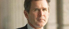 photo of bush