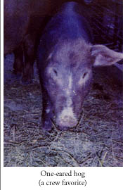 one-eared hog