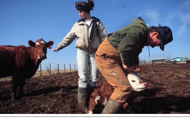 juanita, darrel & a calf