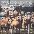 feedlot