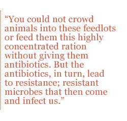 You could not crowd animals into these feedlots or feed them this highly concentrated ration without giving them antibiotics. But the antibiotics, in turn, lead to resistance; resistant microbes that then come and infect us.