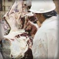 scene from a slaughterhouse