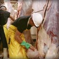 scene from a slaughterhouse