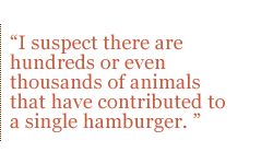 I suspect there are hundreds or even thousands of animals that have contributed to a single hamburger. 