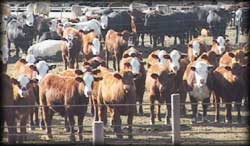 photo of a feedlot