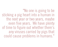 No one is going to be sticking a pig heart into a human in the next year or two years, maybe even five years.  We have plenty of time to figure out whether there's any viruses carried by pigs that could cause problems in humans.