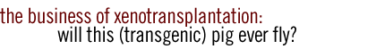 the business of xenotransplantation: will this (transgenic) pig every fly?