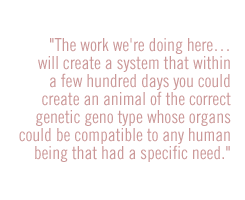 The work we're doing hereÉ will create a system that within a few hundred days you could create an animal of the correct genetic geno type whose organs could be compatible to any human being that had a specific need.