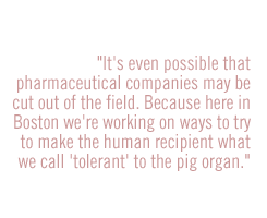 It's even possible that pharmaceutical companies may be cut out of the field. Because here in Boston we're working on ways to try to make the human recipient what we call "tolerant" to the pig organ.