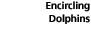 Encircling Dolphins