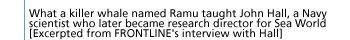 What a killer whale named Ramu taught John Hall, a Navy scientist who later became research director for Sea World