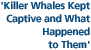 'Killer Whales Kept Captive and What Happened to Them'