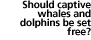 should captive whales & dolphins be set free?