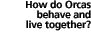HOW DO ORCAS BEHAVE AND LIVE TOGETHER?